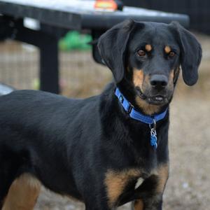 Kia, Coonhound, adult, available for adoption