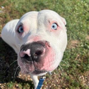 Hashbrown, Terrier, young, available for adoption