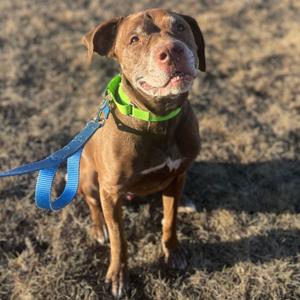 Butch, Retriever, Chocolate Labrador, senior, available for adoption