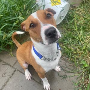 Fizz, Bulldog, American, available for adoption