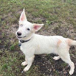 A white dog with blue eyes standing on grass.