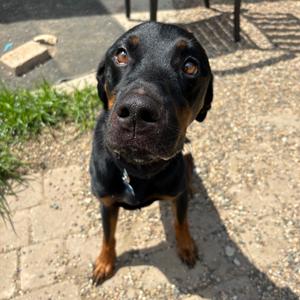 Maddox, Rottweiler, adult, available for adoption