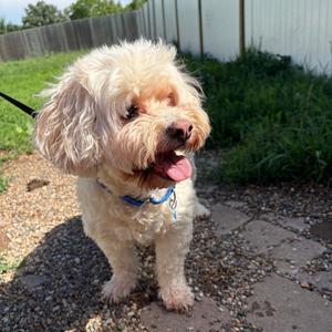 Milo, Havanese, senior, available for adoption
