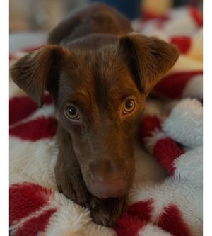 Jordy, Jack Russell Terrier / Miniature Pinscher, young, available for adoption