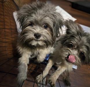 Chip and Patch (Bonded Pair), Shih Tzu / Havanese, young, available for adoption