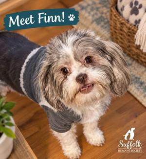 Finn, Shih Tzu / Havanese, young, available for adoption