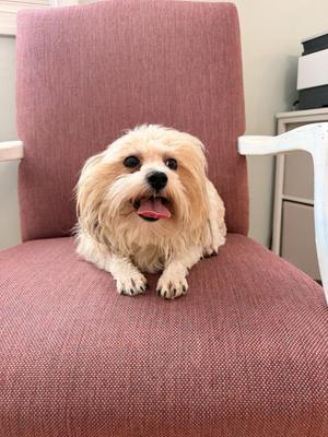 A small, fluffy dog with light brown fur is sitting on a pink chair. The dog has a happy expression with its tongue out and is looking directly at the camera.