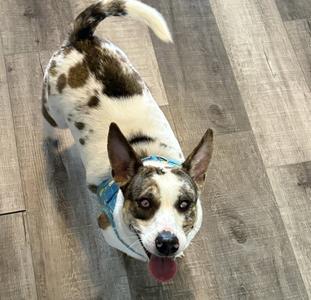 Raya, Chihuahua / Dachshund, young, available for adoption