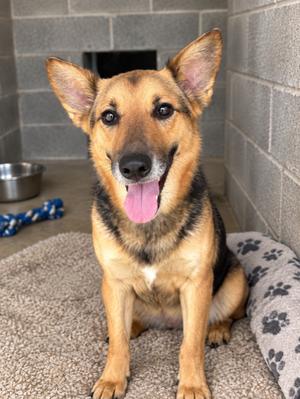 China, Shepherd, available for adoption