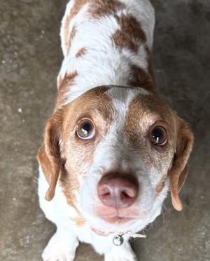 Rocco, Dachshund, senior, available for adoption