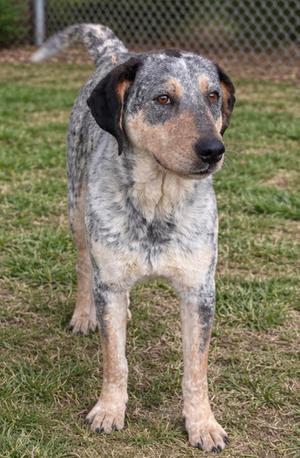 A medium shot of a medium-sized dog with blue speckled fur, black ears, and tan markings on its face. The dog is standing on grass with a chain-link fence in the background.