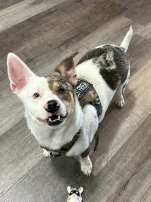 Rufus, Chihuahua / Dachshund, young, available for adoption
