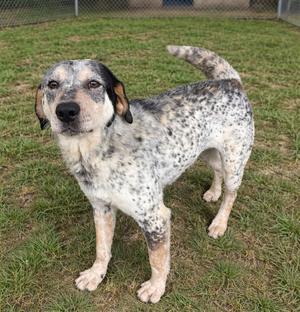 A speckled dog standing in a grassy area