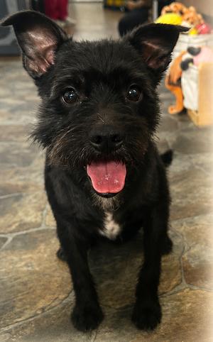 Turbo, Terrier, adult, available for adoption