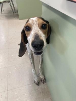 A dog with a white and brown face, long floppy ears, and a white body with brown spots is standing on a tiled floor. The dog is looking directly at the camera with a curious expression. The background shows a green wall and a white counter.