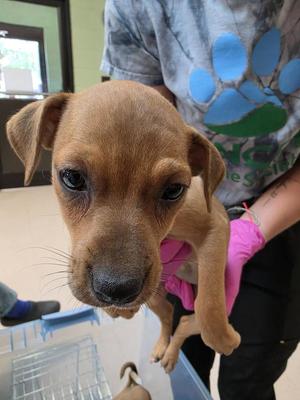 Darjeeling, Jack Russell Terrier / Feist, puppy, available for adoption