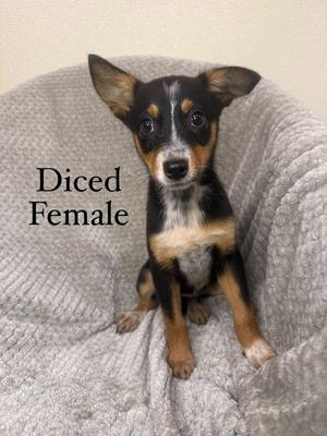 Diced, Husky / Australian Shepherd, puppy, available for adoption