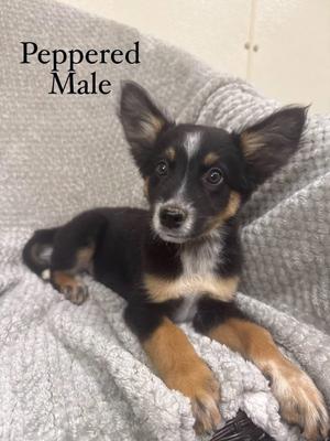 Peppered, Husky / Australian Shepherd, puppy, available for adoption