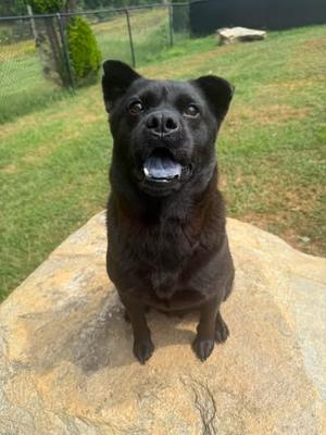 Ada, Chow Chow / Terrier, adult, available for adoption