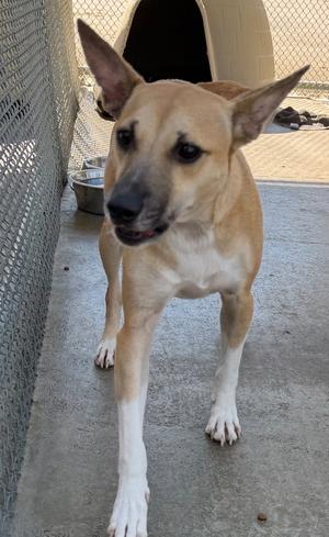 A light brown dog with white paws standing on a concrete surface, with a chain-link fence and a dog house in the background.