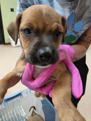 Oolong, Jack Russell Terrier / Feist, puppy, available for adoption