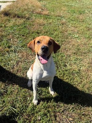 Bartolito, Hound, adult, available for adoption