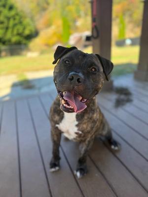 Ribeye, Terrier / American Bulldog, adult, available for adoption