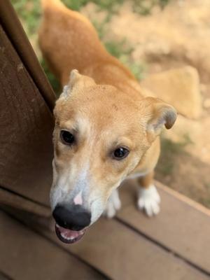 Ralph, Husky / Terrier, puppy, available for adoption