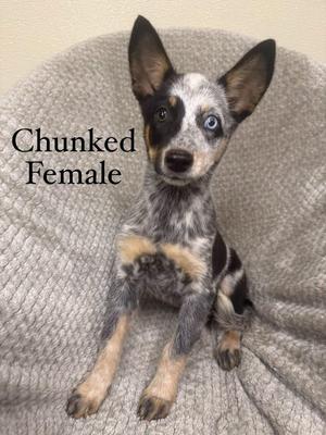 Chunked, Husky / Australian Shepherd, puppy, available for adoption
