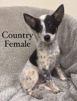 Country, Husky / Australian Shepherd, puppy, available for adoption