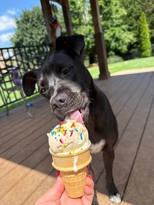 Kehlani, Labrador Retriever / Terrier, young, available for adoption