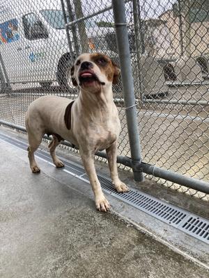 A brown and white dog standing on a concrete surface near a chain-link fence, with its mouth open and tongue out.