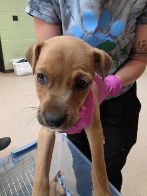 Nettle, Jack Russell Terrier / Feist, puppy, available for adoption