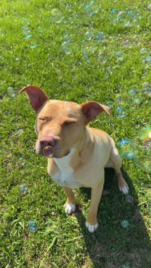 Peanuts, Labrador Retriever / Staffordshire Bull Terrier, young, available for adoption