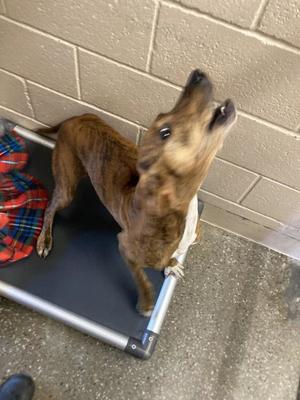 Olive Oyl, Plott Hound / Terrier, adult, available for adoption