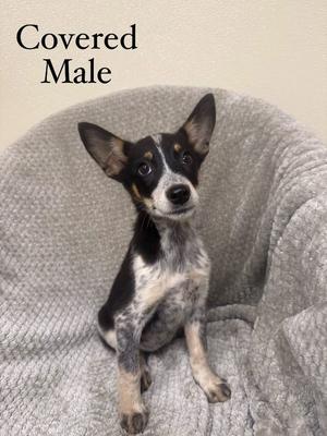Covered, Husky / Australian Shepherd, puppy, available for adoption