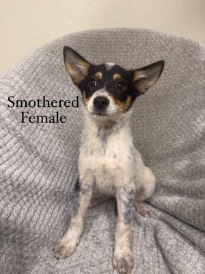 Smothered, Husky / Australian Shepherd, puppy, available for adoption