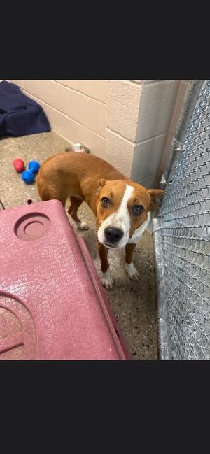 Raven, Australian Cattle Dog/Blue Heeler / Terrier, young, available for adoption