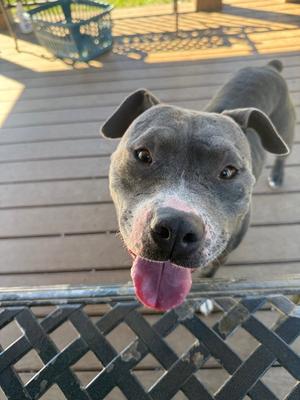 A gray dog with a black nose and floppy ears is looking up at the camera with its tongue out. The dog is standing on a wooden deck, and there is a black metal table in the foreground.