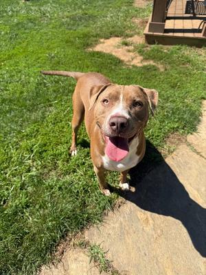 Sally aka Nyah, Boxer / Terrier, adult, available for adoption