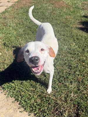 Catelyn, Hound / American Staffordshire Terrier, young, available for adoption