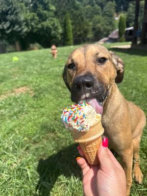 Nutmeg AKA Sadie, American Staffordshire Terrier / Terrier, young, available for adoption