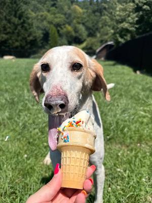 Apex, Hound / Coonhound, adult, available for adoption