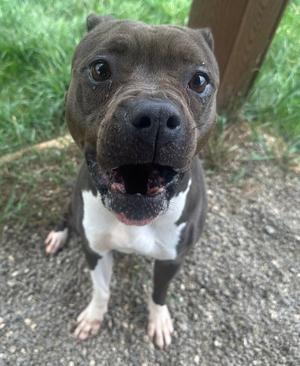 Angelina, American Staffordshire Terrier, senior, available for adoption