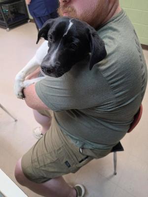 Muffin, German Shepherd Dog / Husky, puppy, available for adoption