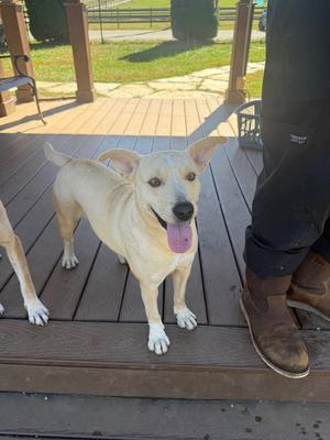 Hotdog, Labrador Retriever / Terrier, young, available for adoption
