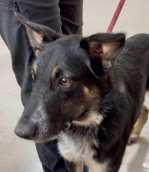 Fresno, German Shepherd Dog / Terrier, young, available for adoption