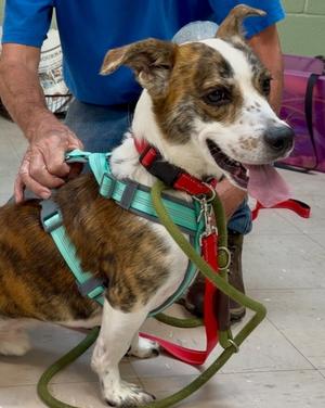 Surfer, Basset Hound / American Staffordshire Terrier, adult, available for adoption