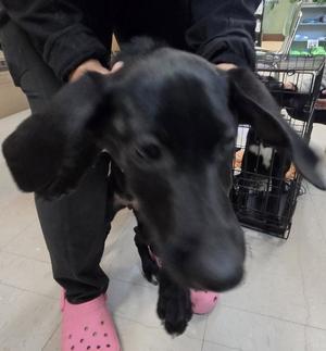 Reba, German Shepherd Dog / Terrier, puppy, available for adoption