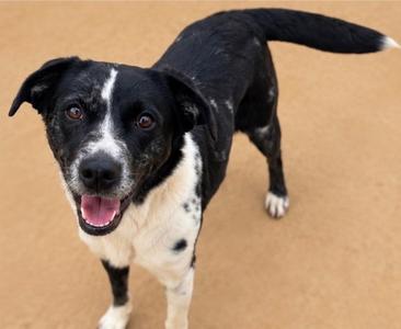 Daisy, Border Collie / Golden Retriever, adult, available for adoption